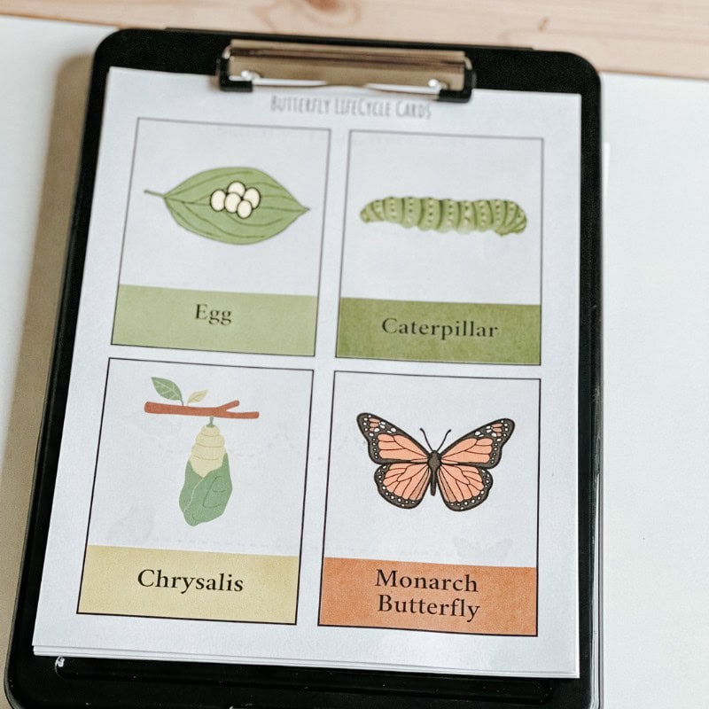 Butterfly Activities For Preschoolers (6)