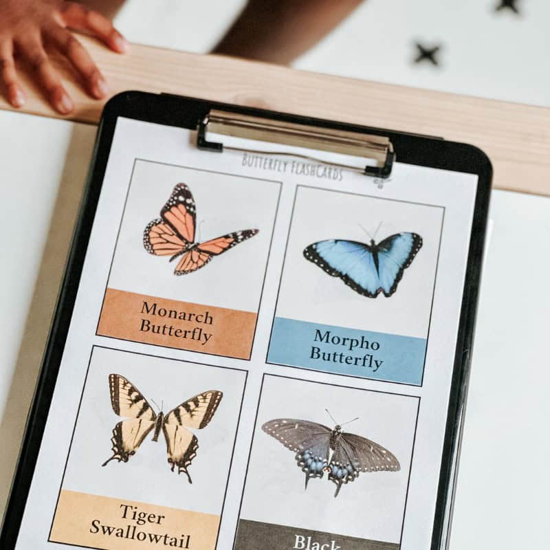 Butterfly Activities For Preschoolers (7) Butterfly Activities For Preschoolers