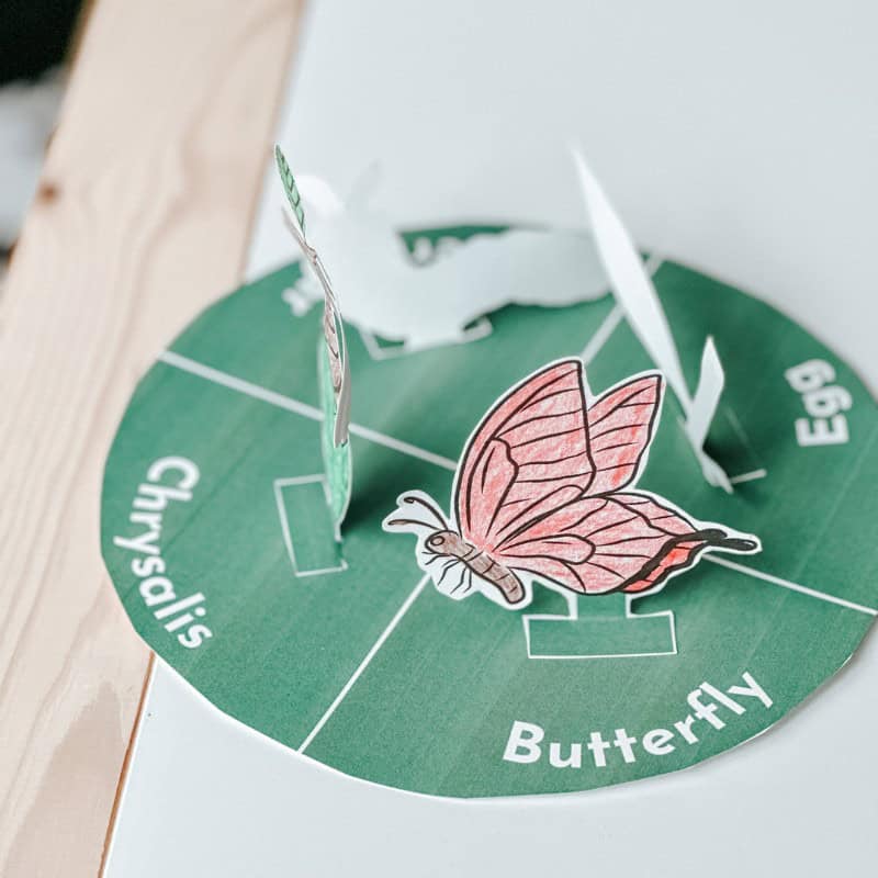 butterfly lifecycle craft butterfly lifecycle craft
