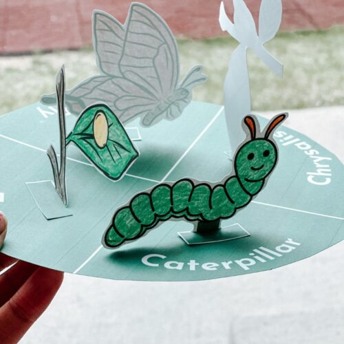butterfly lifecycle craft