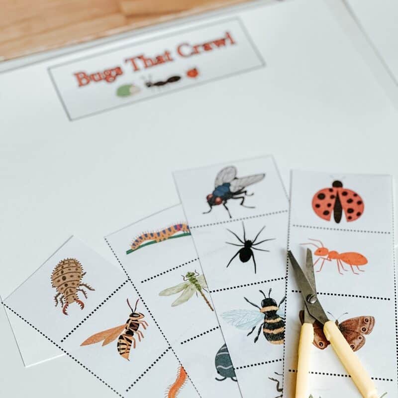 Fun Bug Fine Motor Cutting Activity